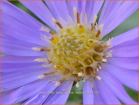 Aster novi-belgii &#039;Blaue Nachhut&#039; | Nieuw-Nederlandse aster, Herfstaster, Aster | Glattblatt-Aster | New York Ast