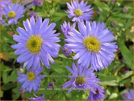 Aster novi-belgii &#039;Blaue Nachhut&#039; | Nieuw-Nederlandse aster, Herfstaster, Aster | Glattblatt-Aster | New York Ast