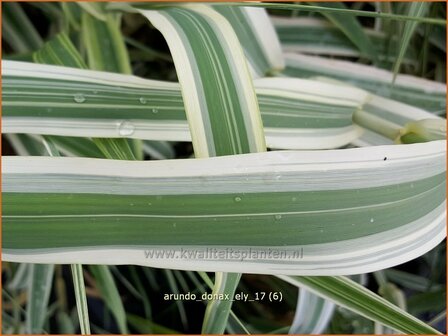 Arundo donax &#039;Ely&#039; | Pijlriet, Reuzenriet | Pfahlrohr