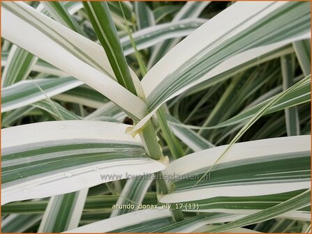 Arundo donax &#039;Ely&#039; | Pijlriet, Reuzenriet | Pfahlrohr