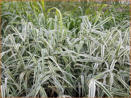 Arundo donax &#039;Ely&#039; | Pijlriet, Reuzenriet | Pfahlrohr