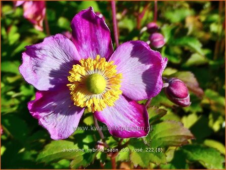 Anemone hybrida &#039;Satin Doll Ros&eacute;&#039; | Herfstanemoon, Japanse anemoon, Anemoon | Herbstanemone | Japanese Ane