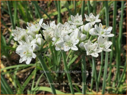 Allium tuberosum &#039;Cliffs of Dover&#039; | Knoflookbieslook, Chinese bieslook, Look, Sierui | Schnittknoblauch | Garlic
