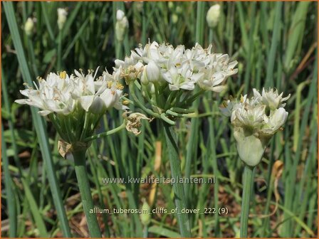 Allium tuberosum 'Cliffs of Dover' | Knoflookbieslook, Chinese bieslook, Look, Sierui | Schnittknoblauch | Garlic