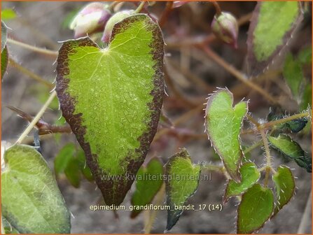 Epimedium grandiflorum &#039;Bandit&#039; | Elfenbloem | Gro&szlig;bl&uuml;tige Elfenblume