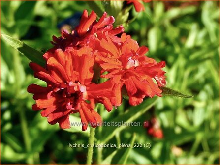 Lychnis chalcedonica &#039;Plena&#039; | Brandende liefde | Brennende Liebe | Maltese Cross