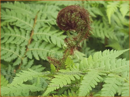 Cyathea cooperi | Boomvaren | Baumfarn