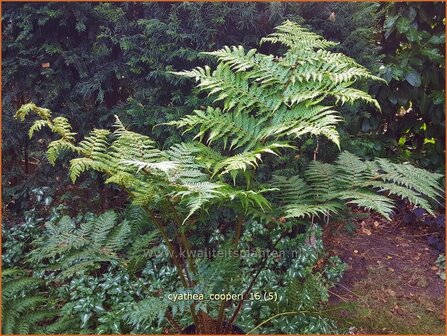 Cyathea cooperi | Boomvaren | Baumfarn