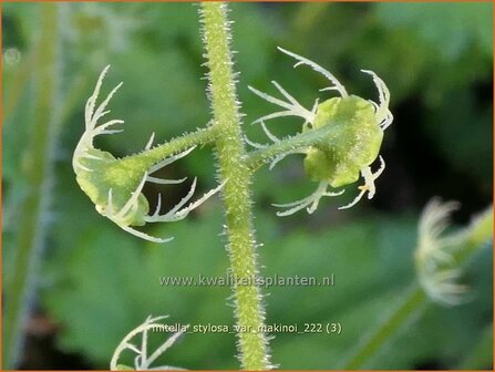 Mitella stylosa var. &#039;Makinoi&#039; | Bisschopsmuts | Bischofskappe | Brewer&#039;s Miterwort