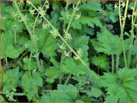 Mitella stylosa var. &#039;Makinoi&#039; | Bisschopsmuts | Bischofskappe | Brewer&#039;s Miterwort