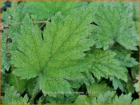 Mitella stylosa var. &#039;Makinoi&#039; | Bisschopsmuts | Bischofskappe | Brewer&#039;s Miterwort
