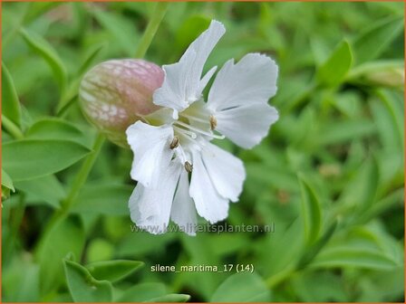 Silene maritima | Lijmkruid | Klippen-Leimkraut