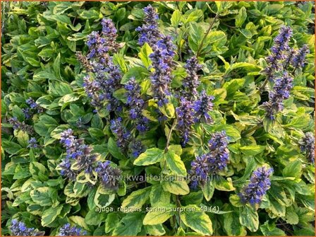 Ajuga reptans &#039;Spring Surprise&#039; | Kruipend zenegroen, Zenegroen | Kriechender G&uuml;nsel | Carpenter&#039;s 