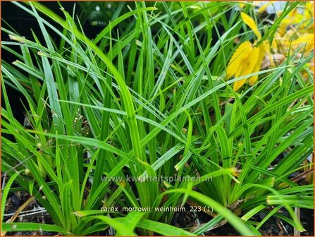 Carex morrowii &#039;Weinheim&#039; | Japanse zegge, Zegge | Japan-Segge | Japanese Sedge