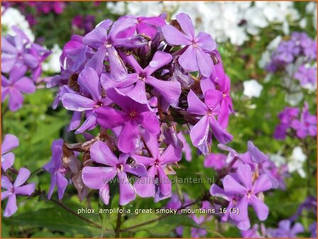 Phlox amplifolia &#039;Great Smoky Mountains&#039; | Grootbladige vlambloem, Vlambloem, Flox, Floks | Gro&szlig;bl&auml;ttrige Flammenbl