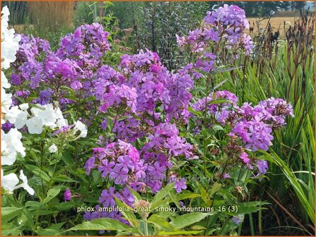 Phlox amplifolia &#039;Great Smoky Mountains&#039; | Grootbladige vlambloem, Vlambloem, Flox, Floks | Gro&szlig;bl&auml;ttrige Flammenbl