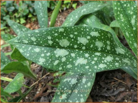 Pulmonaria &#039;Miss Elly&#039; | Longkruid | Lungenkraut | Lungwort