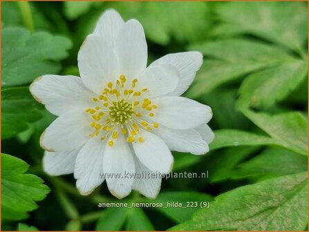 Anemone nemorosa &#039;Hilda&#039; | Bosanemoon, Anemoon | Busch-Windr&ouml;schen | Wood Anemone