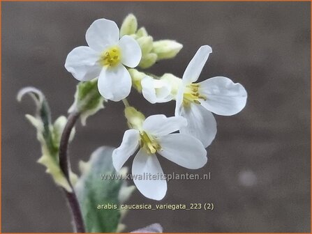 Arabis caucasica 'Variegata' | Randjesbloem, Rijstebrij | Kaukasische G&auml;nsekresse | Mountain Rock Cress