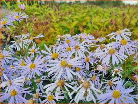 Aster pyrenaeus 'Lutetia' | Aster | Pyren&auml;en-Aster | Pyrenees Aster