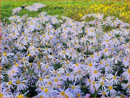 Aster pyrenaeus 'Lutetia' | Aster | Pyren&auml;en-Aster | Pyrenees Aster