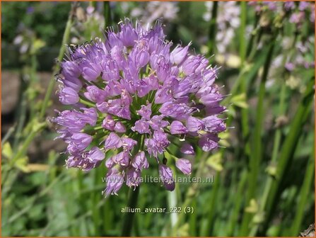 Allium &#039;Avatar&#039; | Sierui, Look | Lauch | Ornamental Onion