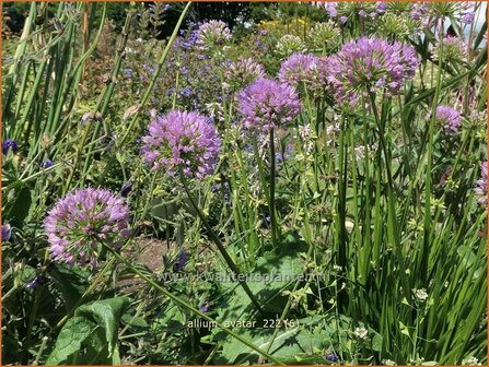 Allium &#039;Avatar&#039; | Sierui, Look | Lauch | Ornamental Onion