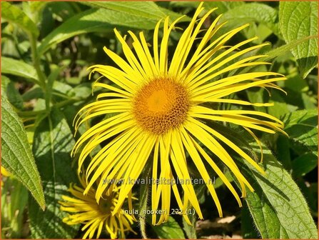 Inula hookeri | Alant | Hookers Alant | Hooker Inula