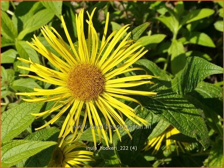 Inula hookeri | Alant | Hookers Alant | Hooker Inula