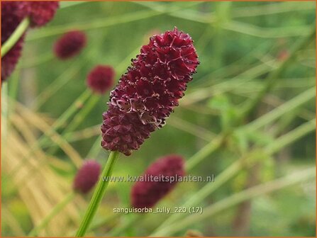 Sanguisorba &#039;Tully&#039; | Pimpernel, Sorbenkruid | Wiesenknopf | Burnet