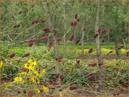 Sanguisorba &#039;Tully&#039; | Pimpernel, Sorbenkruid | Wiesenknopf | Burnet