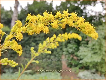 Solidago &#039;Dennis Strange&#039; | Guldenroede | Goldrute | Goldenrod