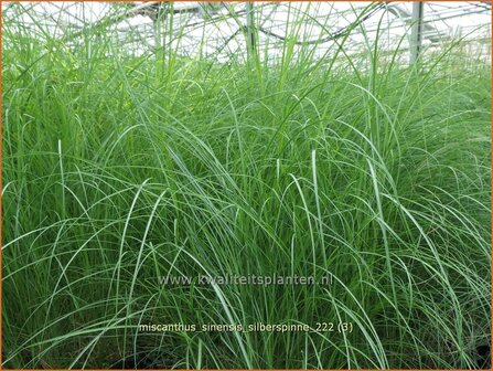 Miscanthus sinensis &#039;Silberspinne&#039; | Chinees prachtriet, Chinees riet, Japans sierriet, Sierriet | Chinaschilf | Eula