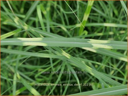 Miscanthus sinensis &#039;Strictus Dwarf&#039; | Zebragras, Prachtriet, Chinees riet, Japans sierriet | Zebraschilf | Zebra gra