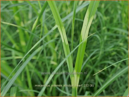 Miscanthus sinensis &#039;Strictus Dwarf&#039; | Zebragras, Prachtriet, Chinees riet, Japans sierriet | Zebraschilf | Zebra gra