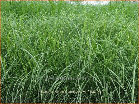 Miscanthus sinensis &#039;Strictus Dwarf&#039; | Zebragras, Prachtriet, Chinees riet, Japans sierriet | Zebraschilf | Zebra gra