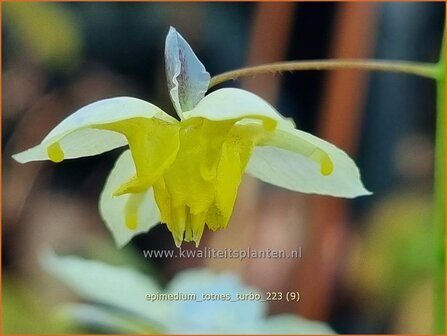 Epimedium &#039;Totnes Turbo&#039; | Elfenbloem | Elfenblume | Wushan Fairy Wings