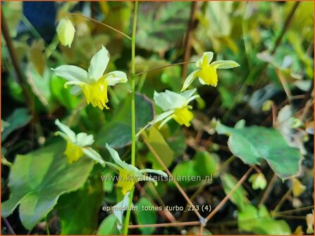 Epimedium &#039;Totnes Turbo&#039; | Elfenbloem | Elfenblume | Wushan Fairy Wings