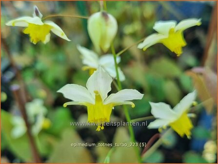 Epimedium &#039;Totnes Turbo&#039; | Elfenbloem | Elfenblume | Wushan Fairy Wings