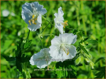 Geranium phaeum &#039;Album&#039; | Donkere ooievaarsbek, Ooievaarsbek, Tuingeranium, Geranium | Brauner Storchschnabel | Dusky