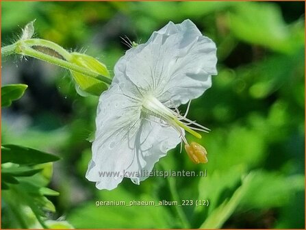 Geranium phaeum &#039;Album&#039; | Donkere ooievaarsbek, Ooievaarsbek, Tuingeranium, Geranium | Brauner Storchschnabel | Dusky