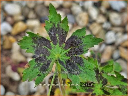 Geranium phaeum 'Misty Samobor' | Donkere ooievaarsbek, Ooievaarsbek, Tuingeranium, Geranium | Brauner Storchschnabel
