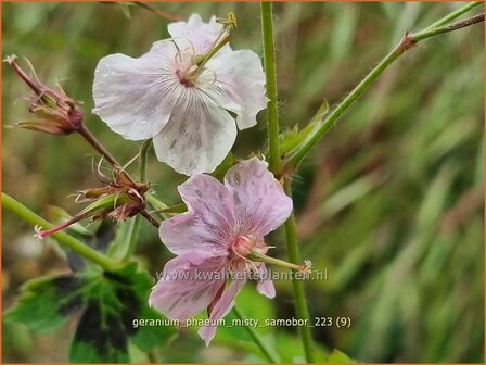 Geranium phaeum 'Misty Samobor' | Donkere ooievaarsbek, Ooievaarsbek, Tuingeranium, Geranium | Brauner Storchschnabel
