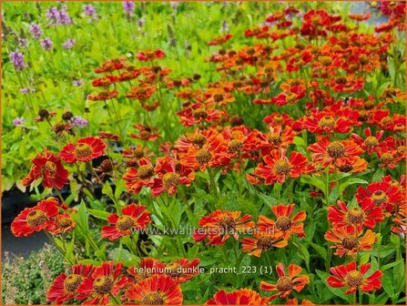 Helenium &#039;Dunkle Pracht&#039; | Zonnekruid | Sonnenbraut | Helen&#039;s Flower