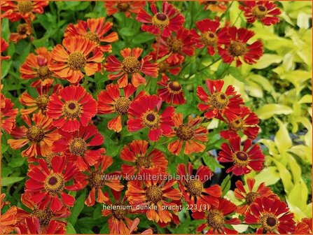 Helenium &#039;Dunkle Pracht&#039; | Zonnekruid | Sonnenbraut | Helen&#039;s Flower