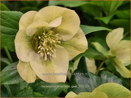 Helleborus orientalis &#039;Geel&#039; | Kerstroos, Lenteroos, Vastenroos, Nieskruid | Lenzrose | Lenten Rose