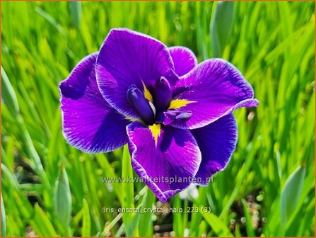 Iris ensata &#039;Crystal Halo&#039; | Japanse iris, Iris, Lis | Japanische Sumpf-Schwertlilie | Japanese Iris