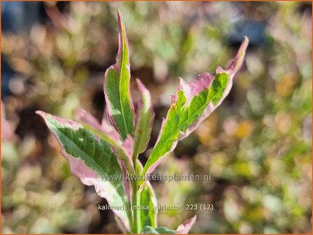 Kalimeris incisa &#039;Variaster&#039; | Zomeraster | Eingeschnittene Sch&ouml;naster | Japanese Aster