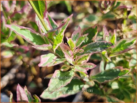 Kalimeris incisa &#039;Variaster&#039; | Zomeraster | Eingeschnittene Sch&ouml;naster | Japanese Aster