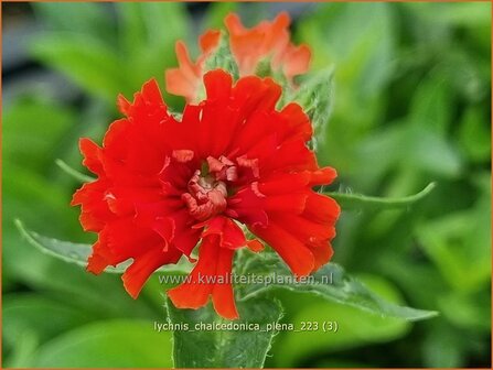 Lychnis chalcedonica &#039;Plena&#039; | Brandende liefde | Brennende Liebe | Maltese Cross